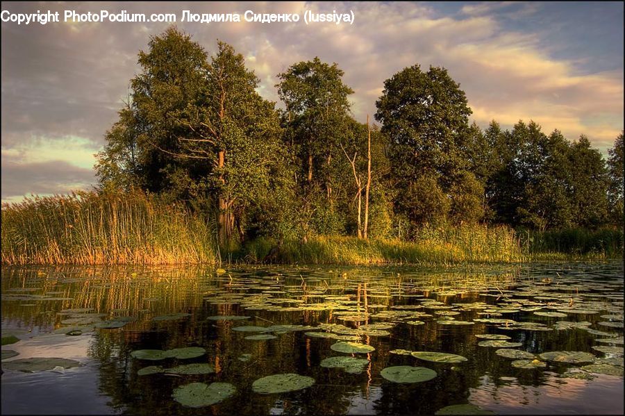 Outdoors, Pond, Water, Land, Marsh, Swamp, Conifer