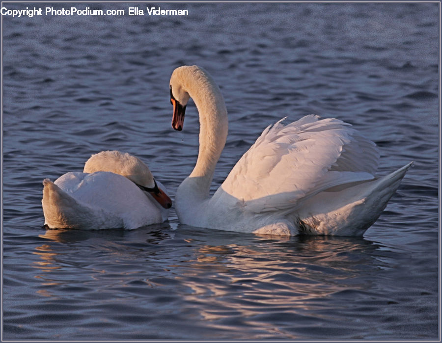 Bird, Swan, Waterfowl, Goose, Beak