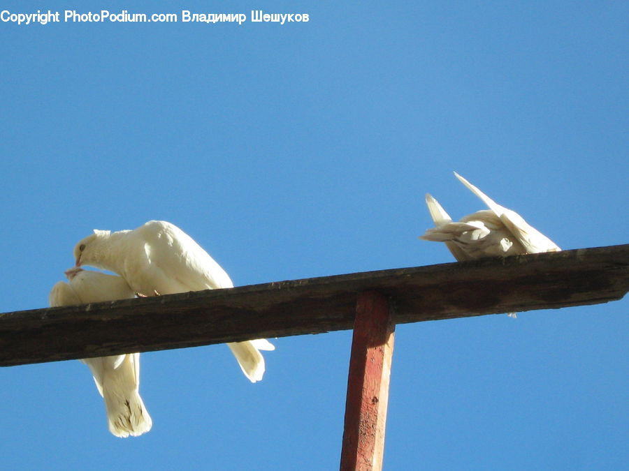 Bird, Cockatoo, Parrot, Dove, Pigeon, Aircraft, Airplane
