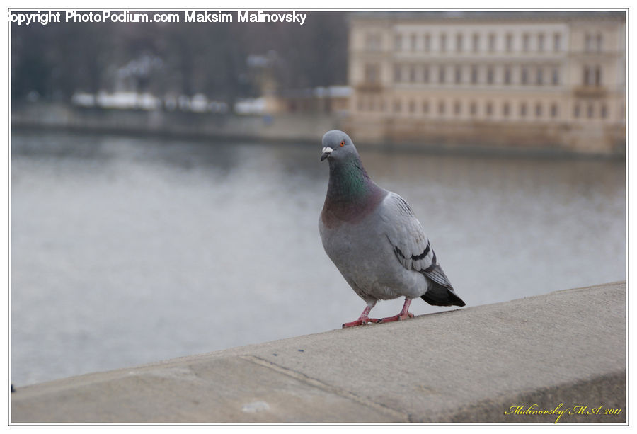 Bird, Pigeon, Dove