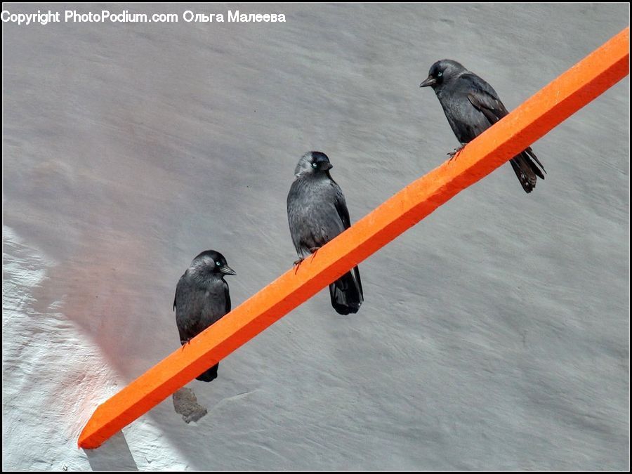 Bird, Blackbird, Crow, Dove, Pigeon, Swallow