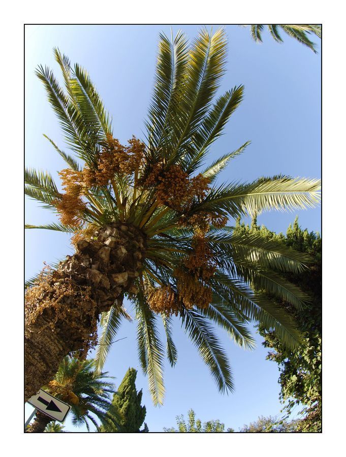 Plant, Potted Plant, Palm Tree, Tree, Conifer, Fir, Pine