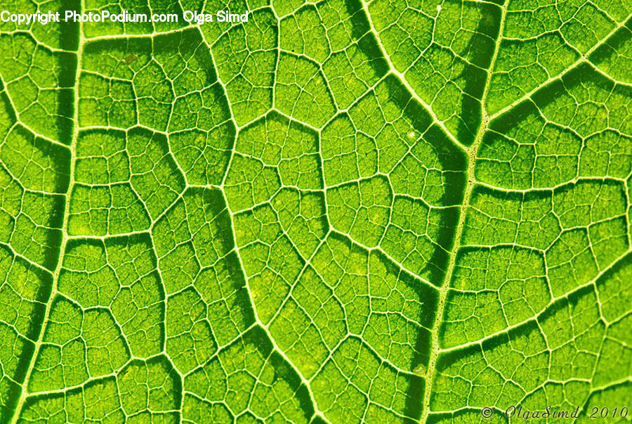 Veins, Fern, Plant, Leaf