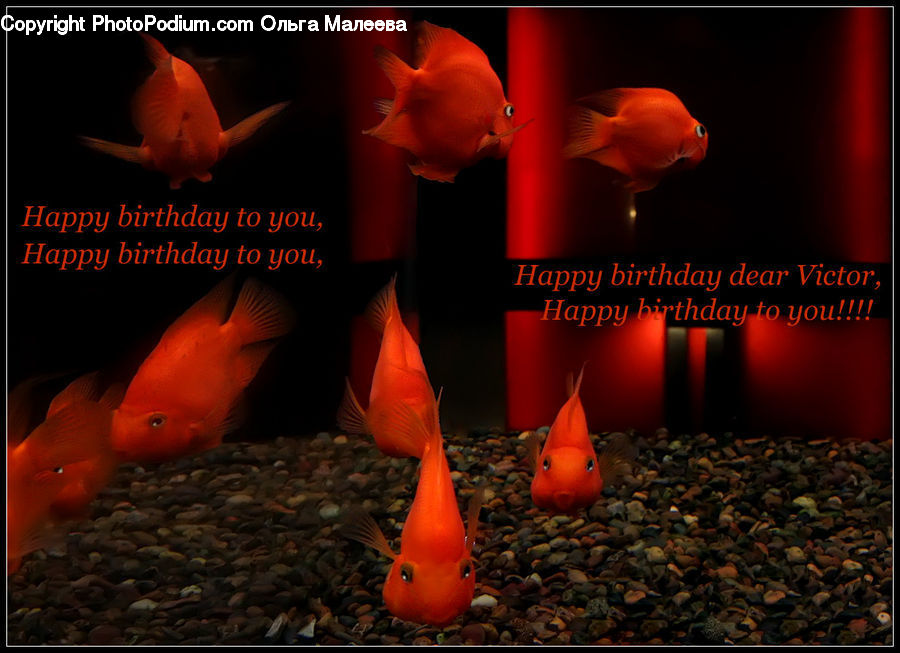 People, Person, Human, Carp, Fish, Goldfish, Sea Life