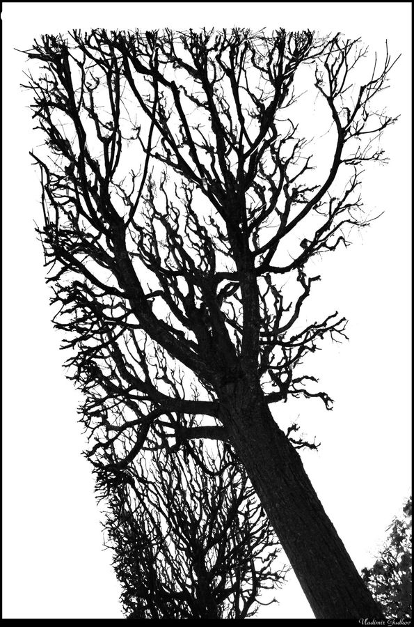 Plant, Tree, Silhouette, Oak, Wood