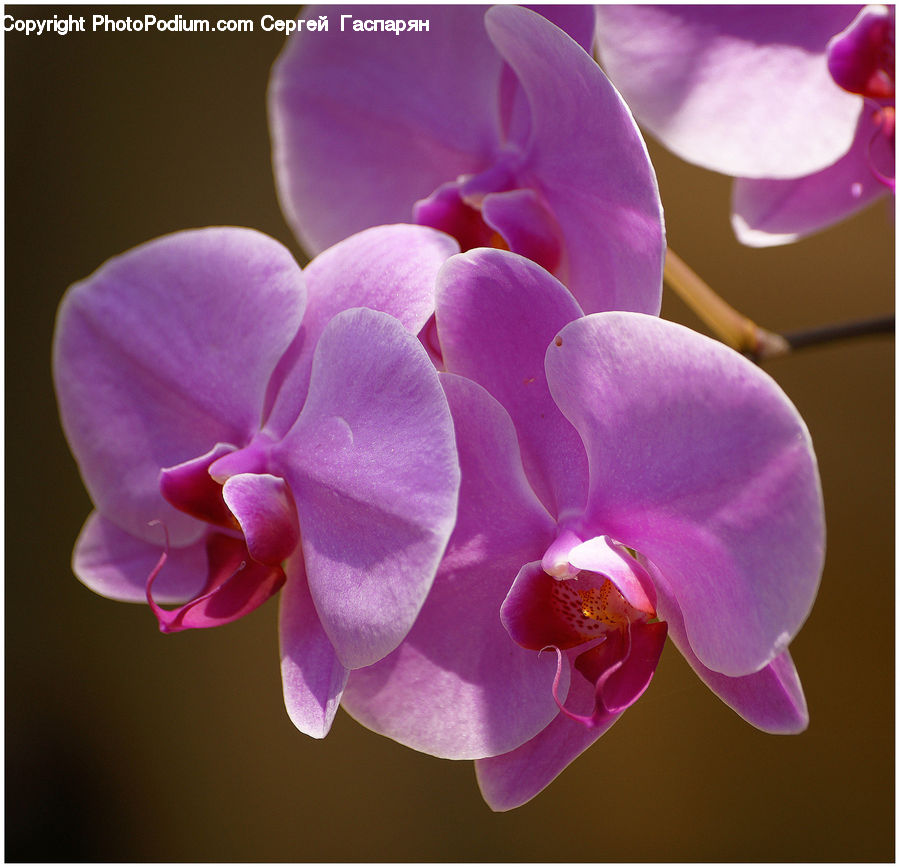 Blossom, Flora, Flower, Orchid, Plant, Geranium, Lilac