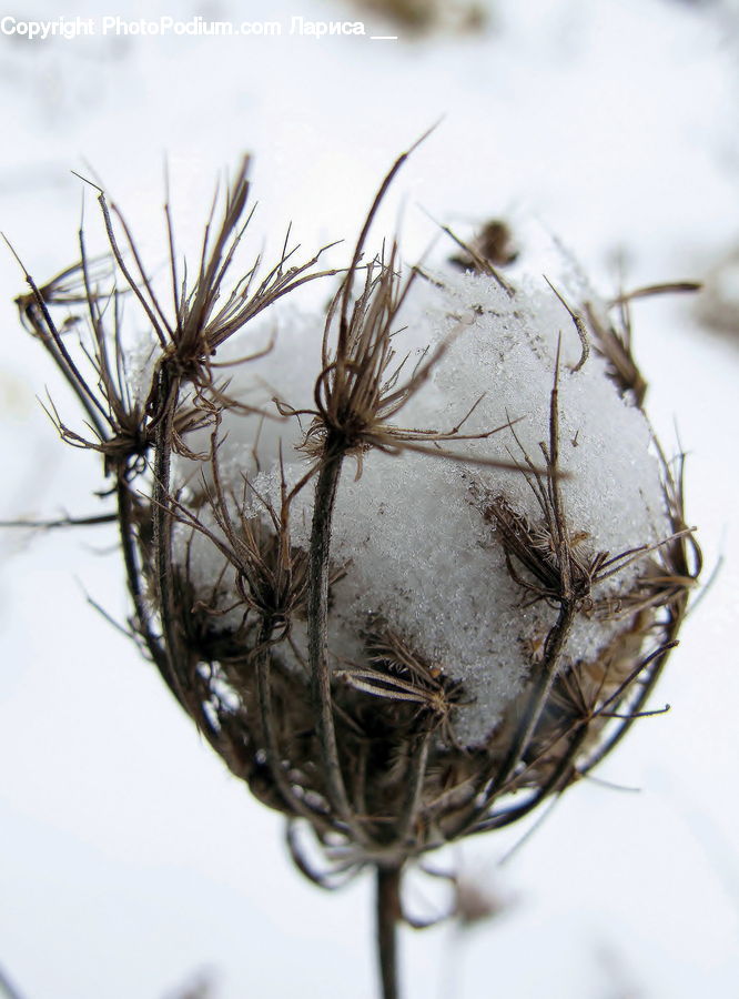 Bird Nest, Nest
