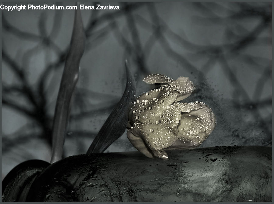 Outdoors, Sand, Soil, Amphibian, Wildlife, Aquatic, Water