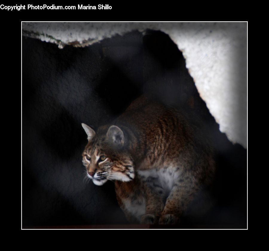 Abyssinian, Animal, Cat, Mammal, Pet, Cougar, Lion