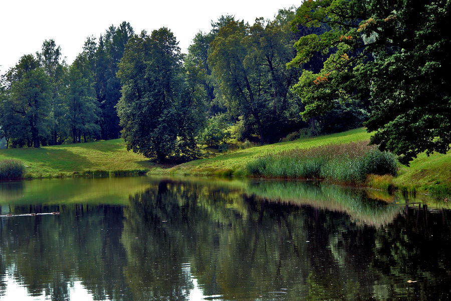 Outdoors, Pond, Water, Plant, Tree, Field, Grass