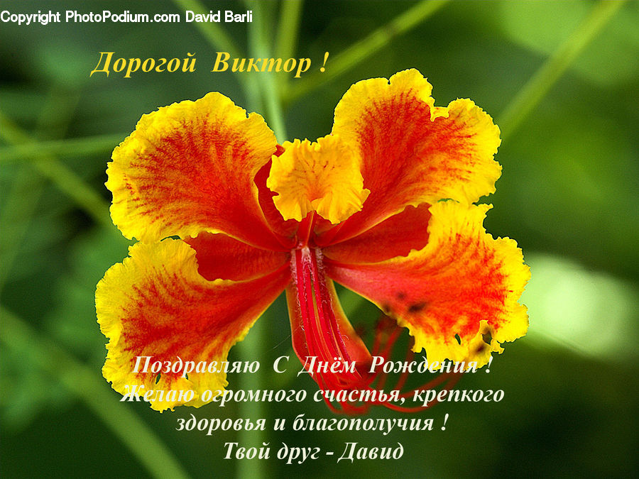 Flora, Flower, Gladiolus, Plant, Hibiscus, Poppy, Blossom