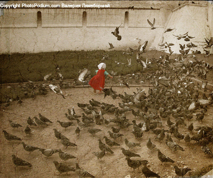 Fowl, Poultry, Rubble, Bird, Dove, Pigeon, Hat