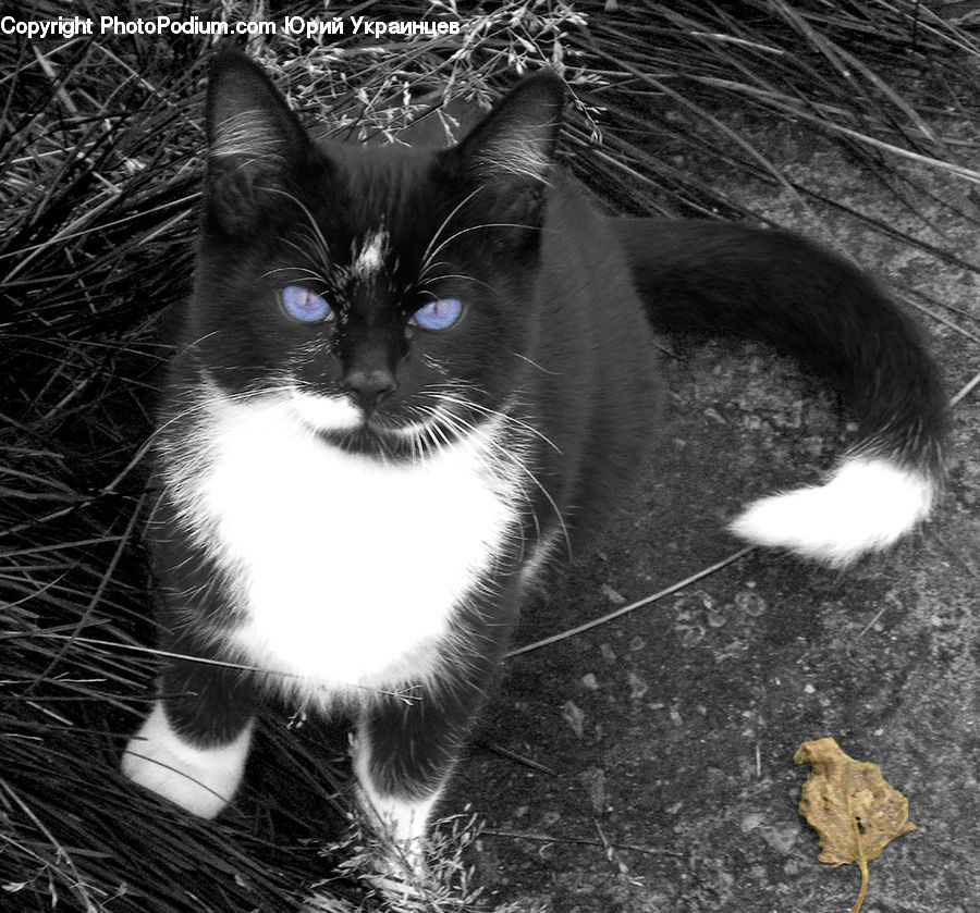 Animal, Adorable, Cat, Mammal, Manx, Pet