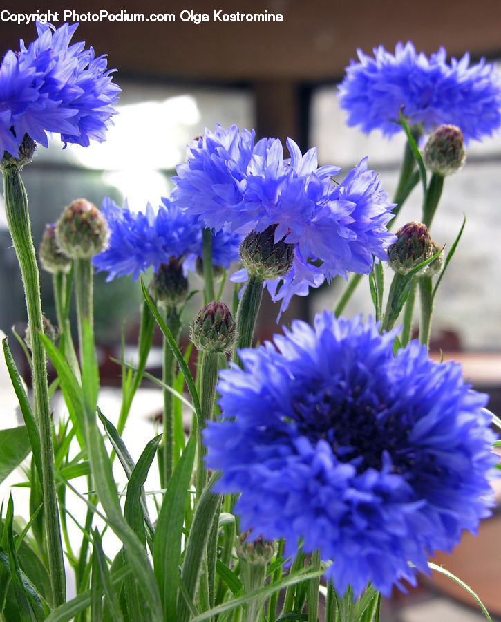 Plant, Blossom, Flora, Flower, Carnation, Daisies, Daisy