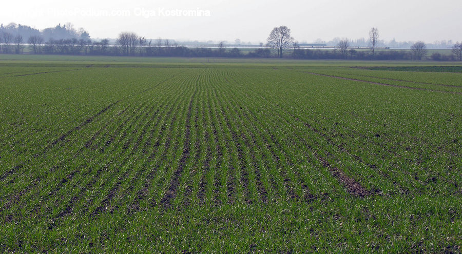 Countryside, Field, Grass, Grassland, Paddy Field, Outdoors