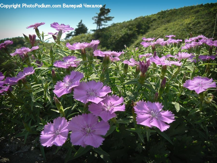 Blossom, Flora, Flower, Geranium, Plant, Iris, Lily