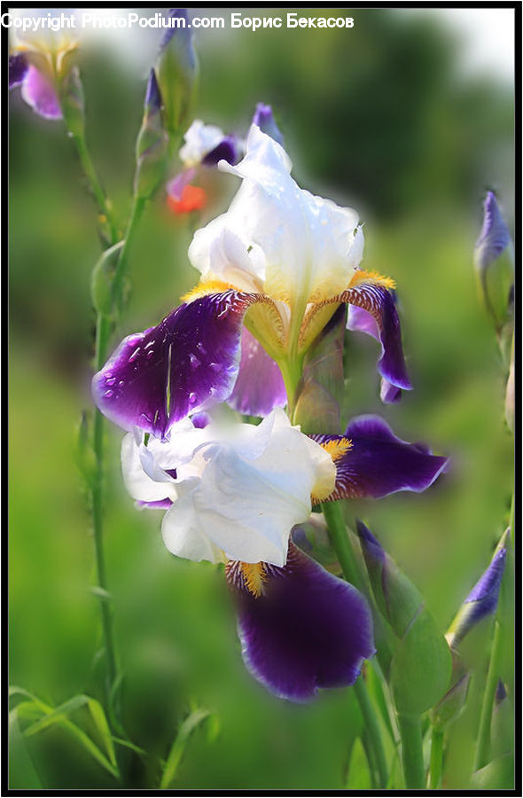 Flora, Flower, Iris, Plant, Gladiolus, Blossom, Petal