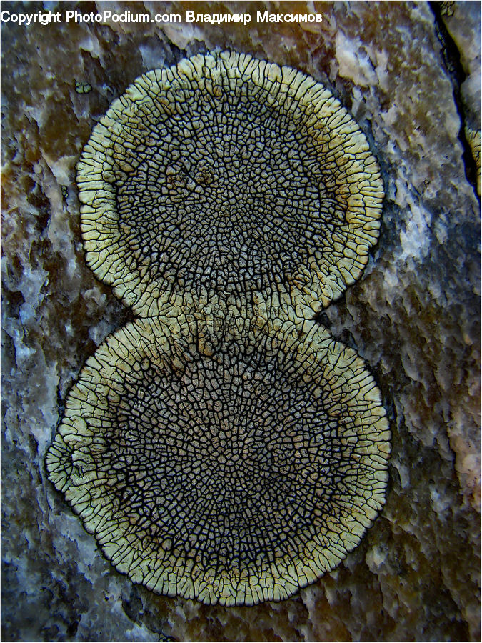 Alcyonacea, Brain Coral, Coral Reef, Invertebrate, Reef, Sea Life, Agaric