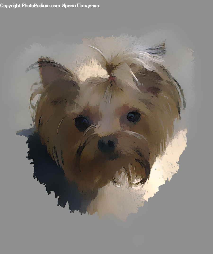 Animal, Canine, Dog, Mammal, Pet, Terrier, Face