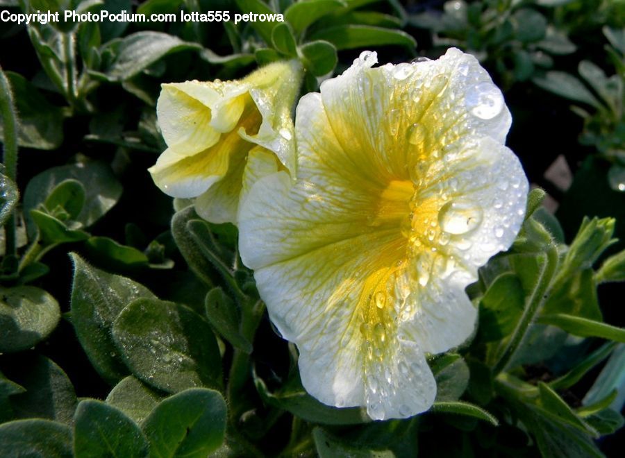 Blossom, Flora, Flower, Plant, Acanthaceae, Annonaceae, Petal