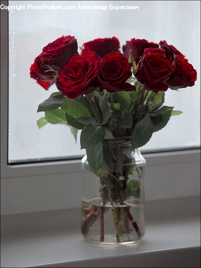 Plant, Potted Plant, Flower, Flower Arrangement, Flower Bouquet, Floral Design, Jar