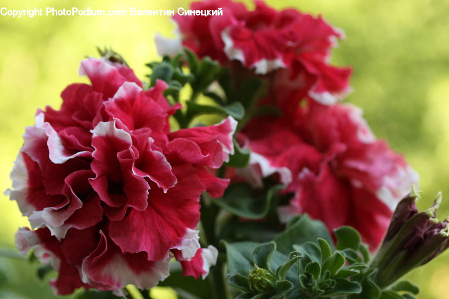Blossom, Carnation, Flower, Plant, Flora, Geranium, Flower Arrangement