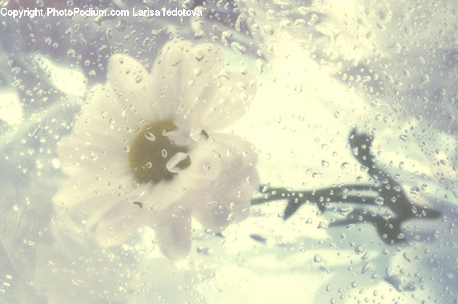 Snow, Snow Angel, Winter