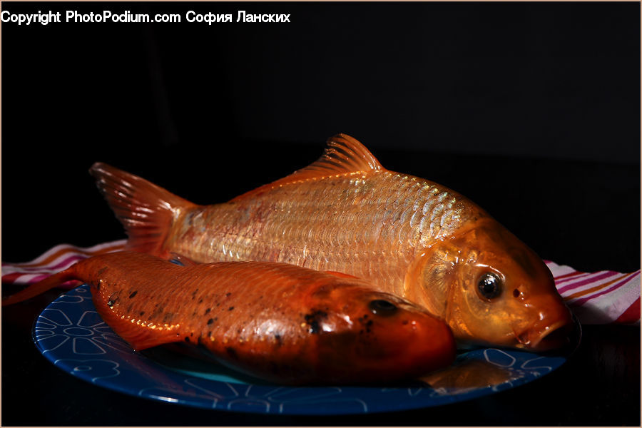 Carp, Fish, Sea Life