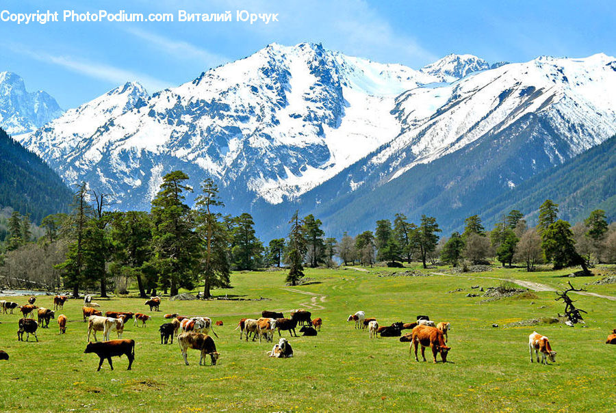 Countryside, Grassland, Meadow, Outdoors, Pasture, Ranch, Field