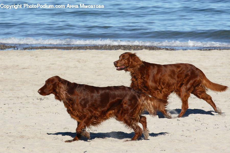 Animal, Canine, Cocker Spaniel, Dog, Mammal, Pet, Spaniel
