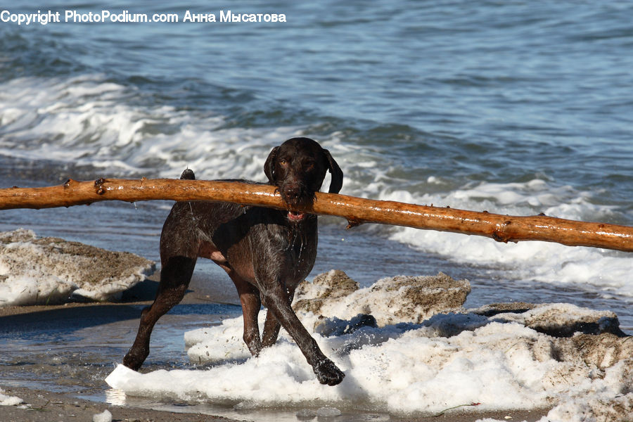 Animal, Canine, Dog, Mammal, Pet, Pointer, Boxer