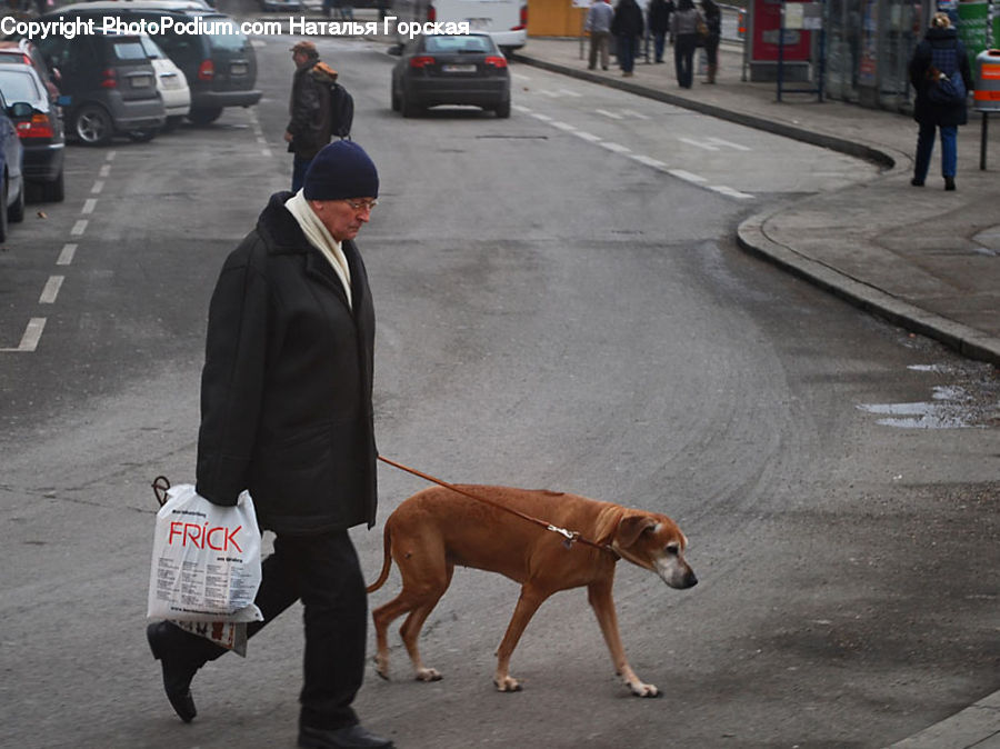 People, Person, Human, Parking, Parking Lot, Animal, Beagle