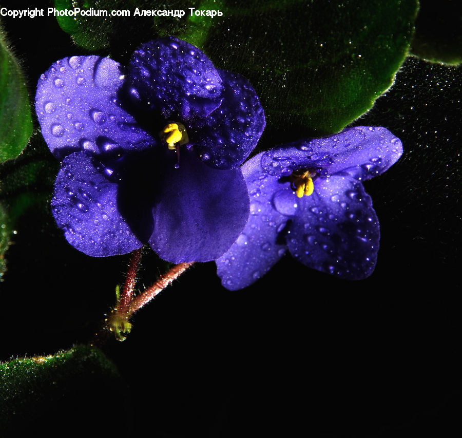 Blossom, Flora, Flower, Plant, Violet, Geranium, Crocus
