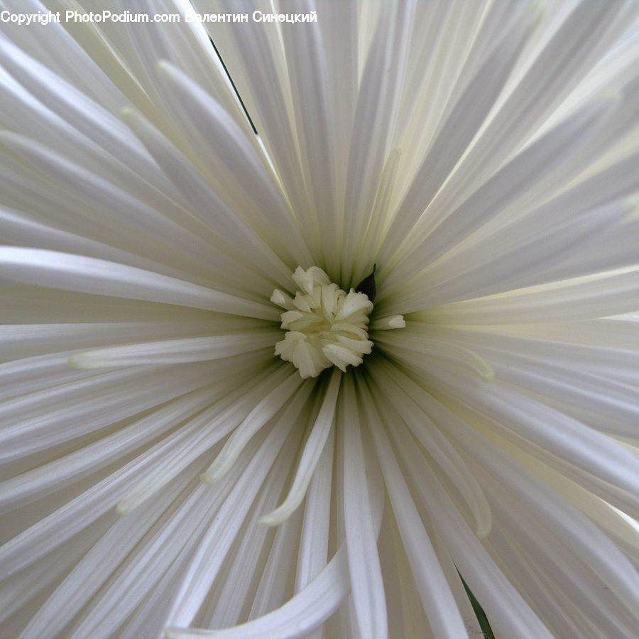 Daisies, Daisy, Flower, Plant, Cosmos, Light, Blossom