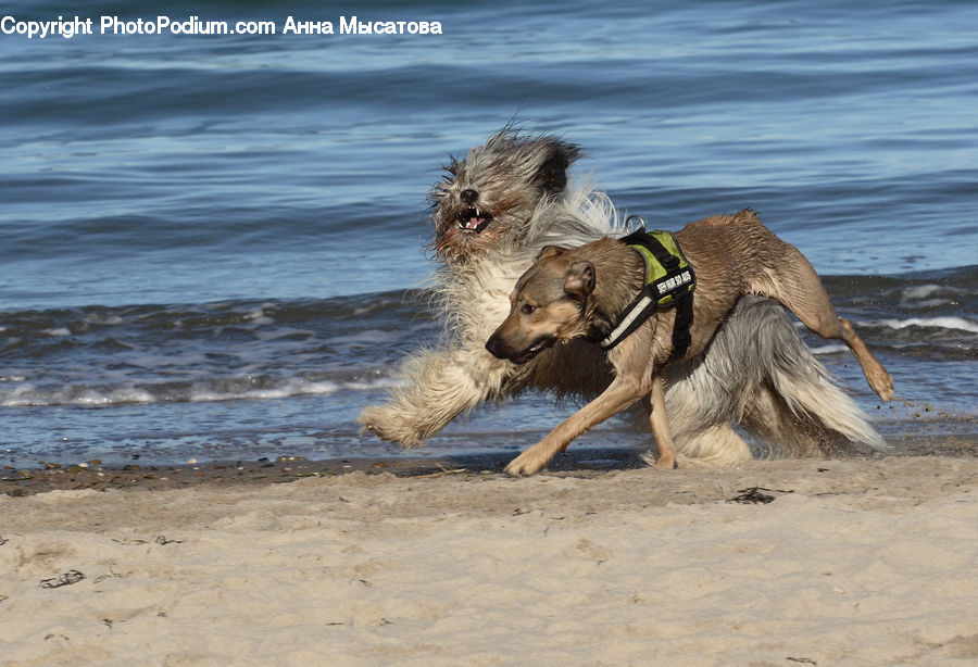 Animal, Canine, Dog, German Shepherd, Mammal, Pet, Golden Retriever