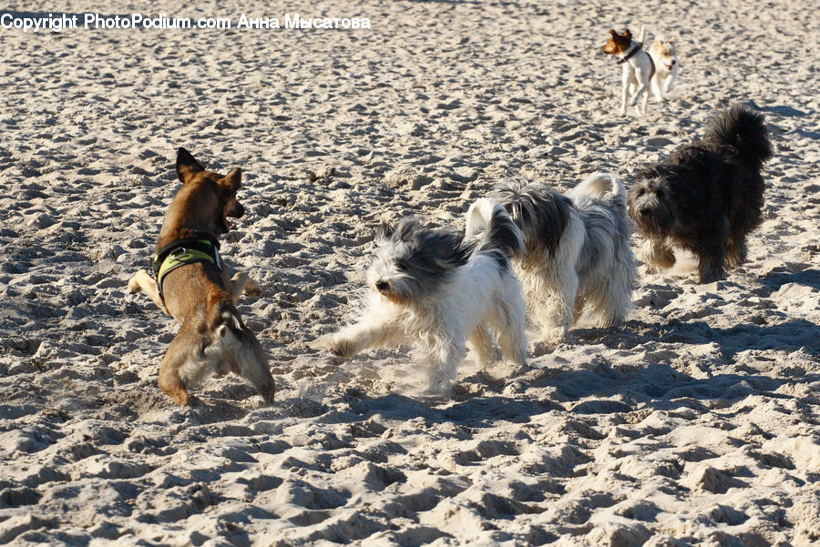 Animal, Canine, Dog, Mammal, Pet, Terrier, Beagle