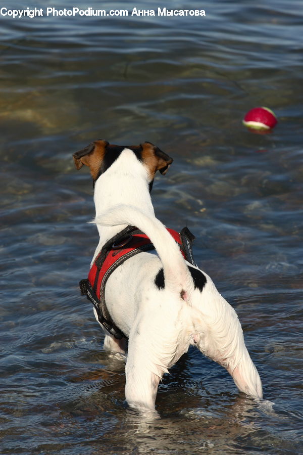 Animal, Canine, Dog, Mammal, Pet, Pointer, Leisure Activities
