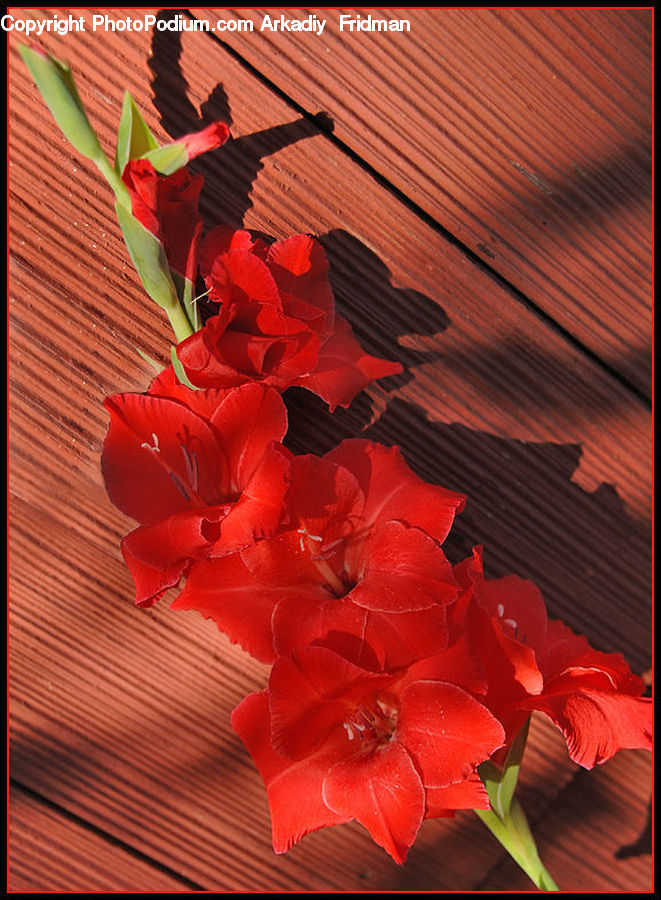 Flora, Flower, Gladiolus, Plant, Amaryllis, Blossom, Poppy