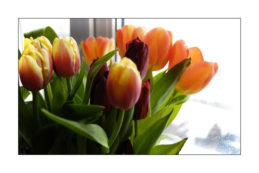 Blossom, Flora, Flower, Plant, Tulip, Flower Arrangement, Flower Bouquet