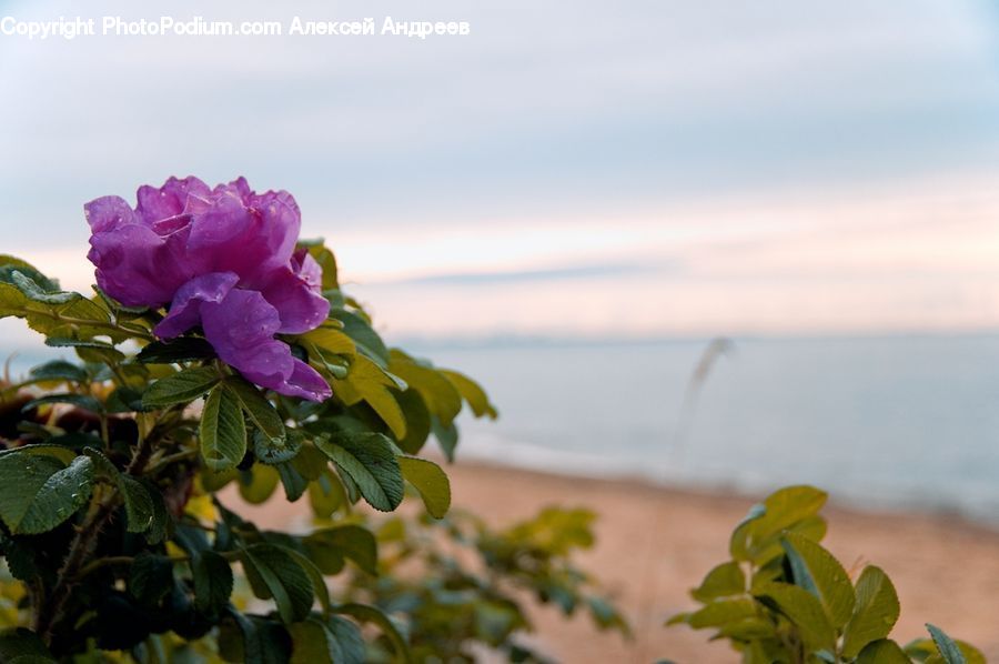 Blossom, Flower, Peony, Plant, Herbs, Mint, Flora