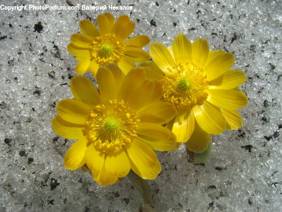 Asteraceae, Blossom, Flora, Flower, Plant, Daisies, Daisy