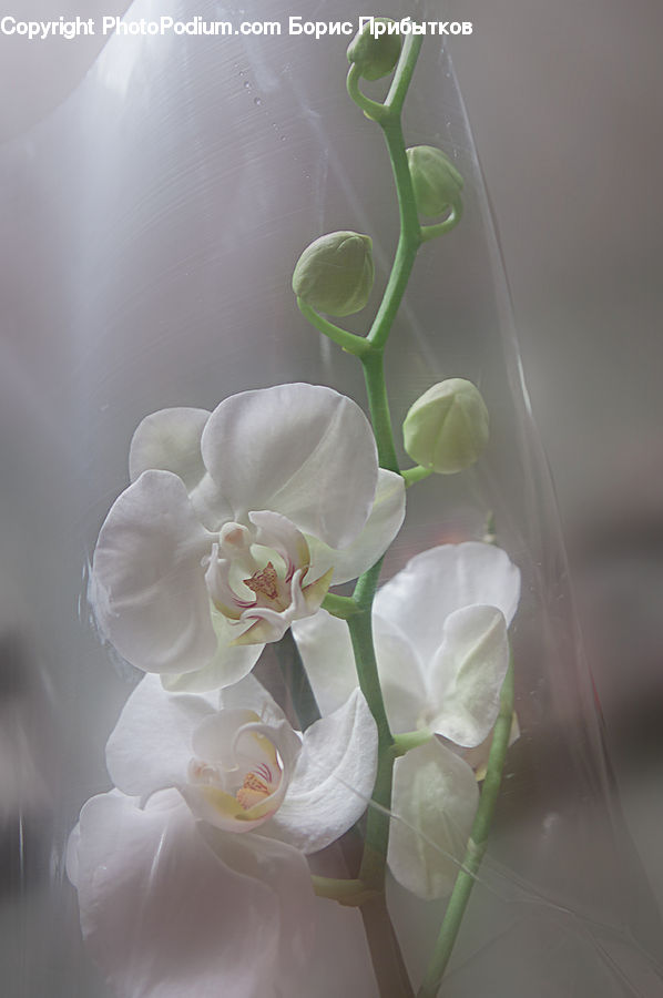 Blossom, Flower, Peony, Plant, Aloe, Lilac, Flora