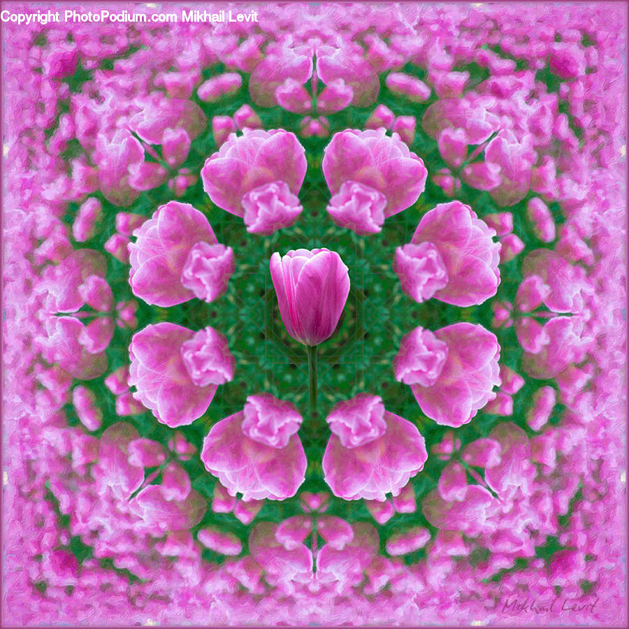 Blossom, Flora, Flower, Plant, Tulip, Petal, Anther