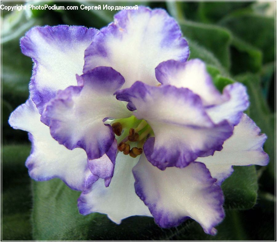 Flora, Flower, Gladiolus, Plant, Iris, Blossom, Geranium