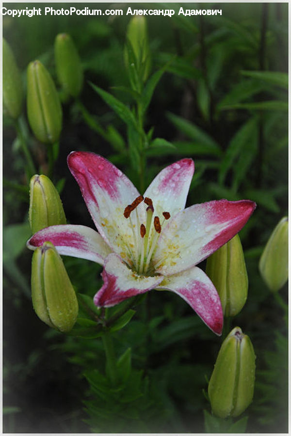 Blossom, Flora, Flower, Plant, Geranium, Lily, Flower Arrangement