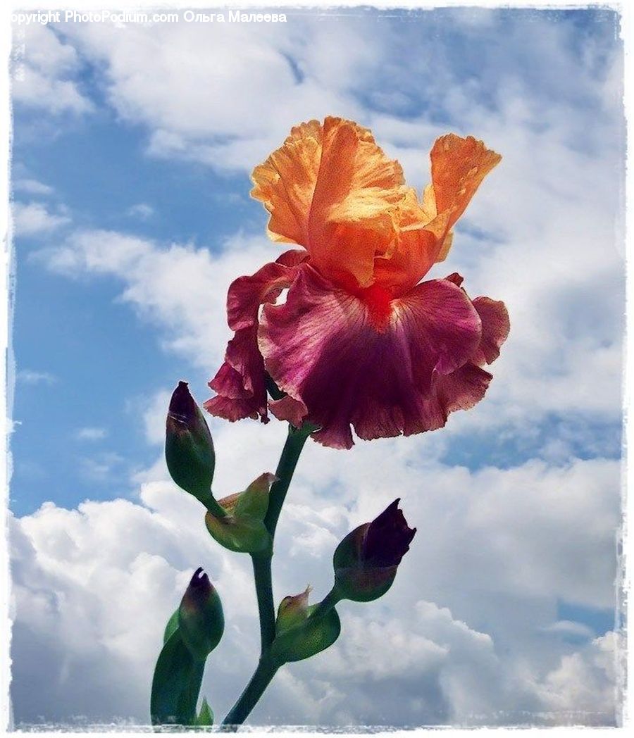 Flora, Flower, Gladiolus, Plant, Amaryllis, Blossom, Poppy
