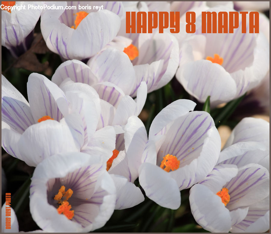 Blossom, Crocus, Flora, Flower, Plant