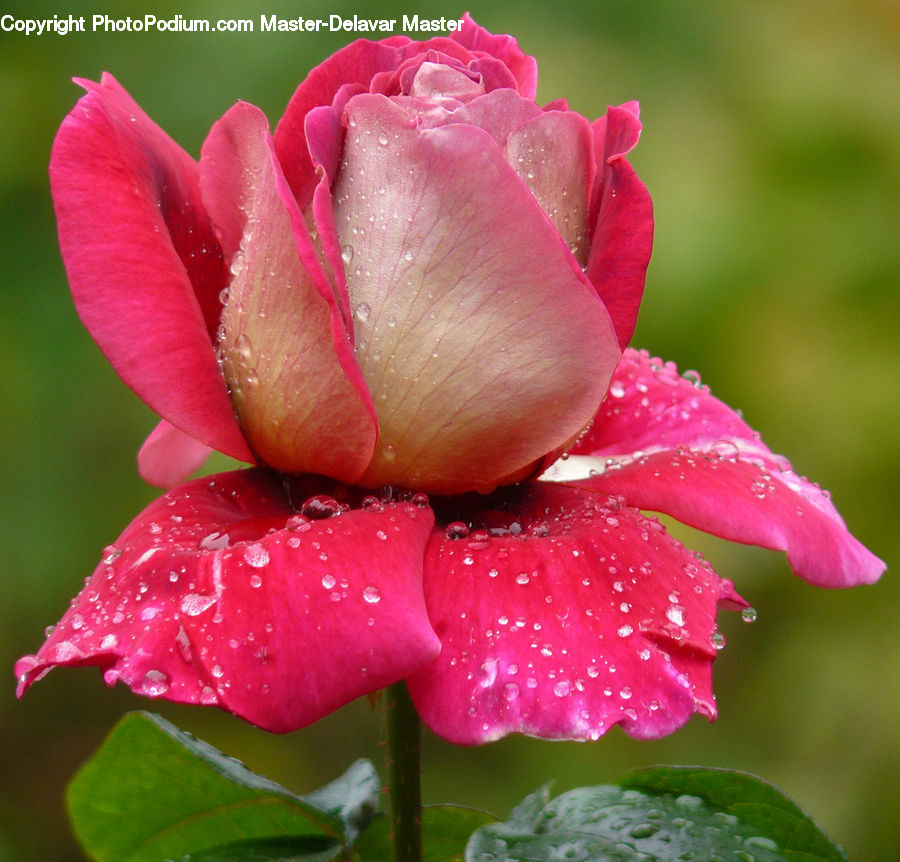 Blossom, Flower, Plant, Rose, Carnation, Bud, Flora