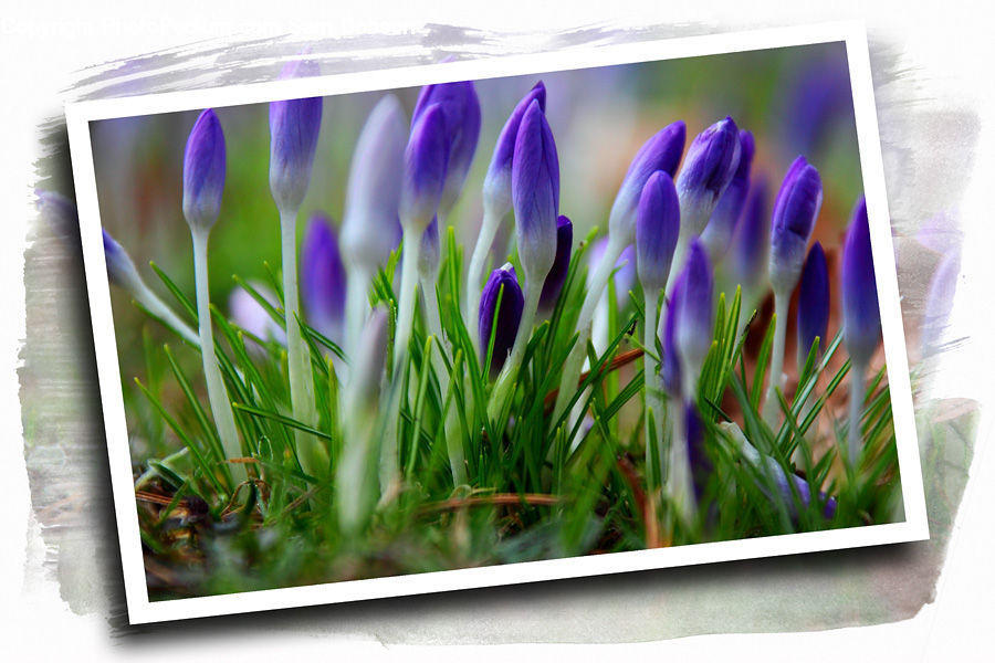 Blossom, Crocus, Flora, Flower, Plant, Geranium, Table