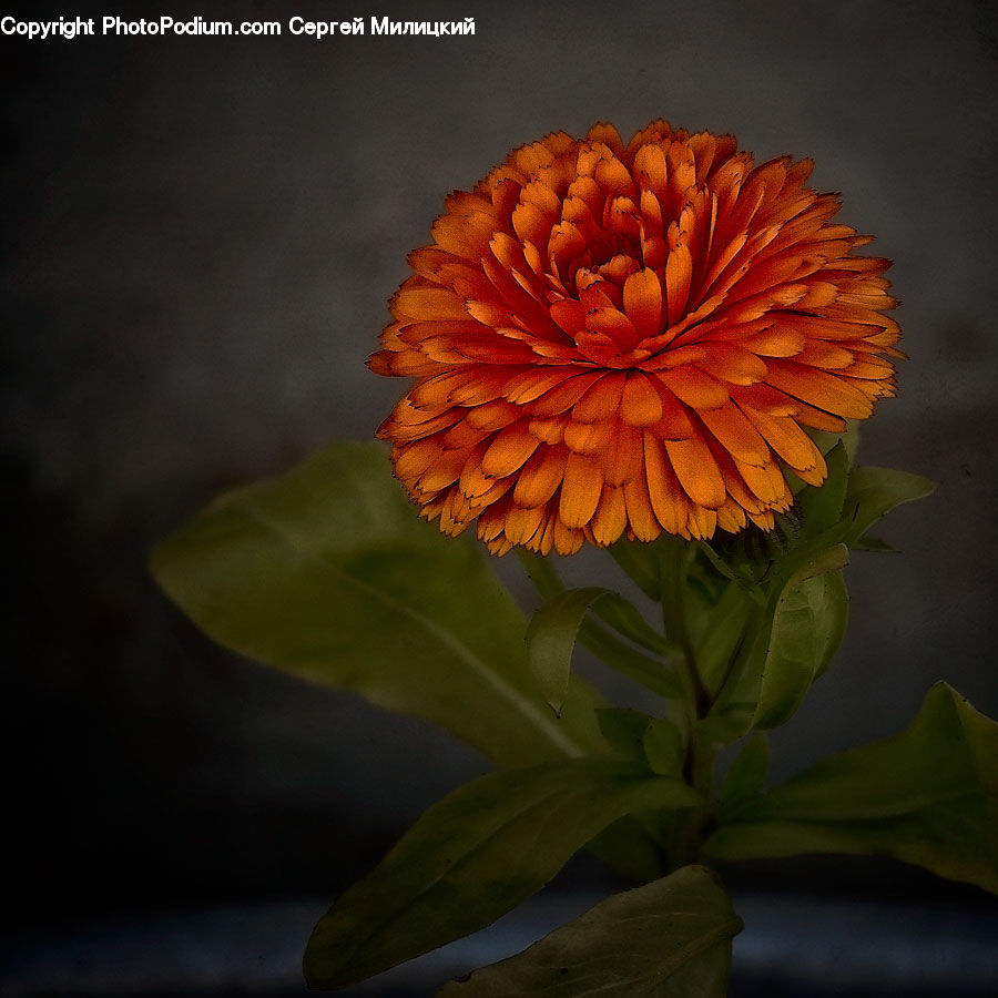 Daisies, Daisy, Flower, Plant, Blossom, Flora, Geranium